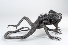 Iguana